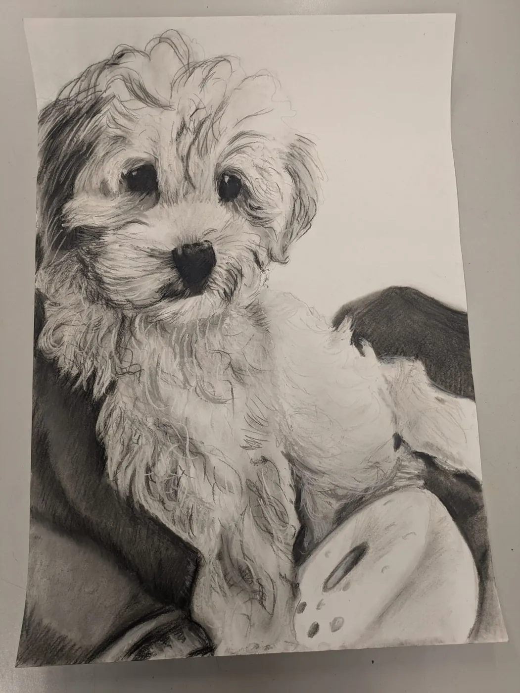 Portrait commission — charcoal on paper, head and shoulders study